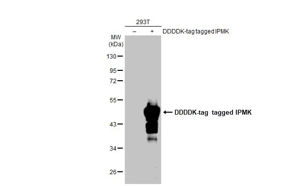 Non-transfected (–) and transfected (+) 293T whole cell extracts (30 μg) were separated by 10% SDS-PAGE, and the membrane was blotted with IPMK antibody [N1C2] (GTX104954) diluted at 1:5000. The HRP-conjugated anti-rabbit IgG antibody (GTX213110-01) was used to detect the primary antibody.