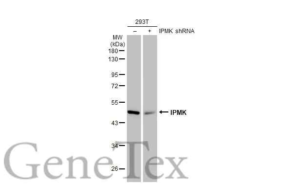 Non-transfected (–) and transfected (+) 293T whole cell extracts (30 μg) were separated by 10% SDS-PAGE, and the membrane was blotted with IPMK antibody [N1C2] (GTX104954) diluted at 1:3000. The HRP-conjugated anti-rabbit IgG antibody (GTX213110-01) was used to detect the primary antibody.