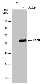 Non-transfected (–) and transfected (+) 293T whole cell extracts (30 μg) were separated by 10% SDS-PAGE, and the membrane was blotted with UGDH antibody (GTX104993) diluted at 1:5000. The HRP-conjugated anti-rabbit IgG antibody (GTX213110-01) was used to detect the primary antibody.