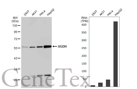 Various whole cell extracts (30 μg) were separated by 10% SDS-PAGE, and the membrane was blotted with UGDH antibody (GTX104993) diluted at 1:10000. The HRP-conjugated anti-rabbit IgG antibody (GTX213110-01) was used to detect the primary antibody. Corresponding RNA expression data for the same cell lines are based on Human Protein Atlas program.