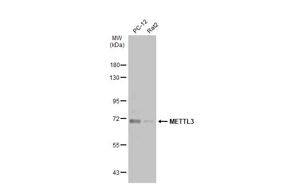 Various whole cell extracts (30 μg) were separated by 7.5% SDS-PAGE, and the membrane was blotted with METTL3 antibody [N2C2], Internal (GTX105037) diluted at 1:10000. The HRP-conjugated anti-rabbit IgG antibody (GTX213110-01) was used to detect the primary antibody, and the signal was developed with Trident ECL plus-Enhanced.