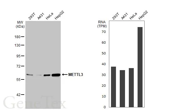 Various whole cell extracts (30 μg) were separated by 7.5% SDS-PAGE, and the membrane was blotted with METTL3 antibody [N2C2], Internal (GTX105037) diluted at 1:10000. The HRP-conjugated anti-rabbit IgG antibody (GTX213110-01) was used to detect the primary antibody. Corresponding RNA expression data for the same cell lines are based on Human Protein Atlas program.