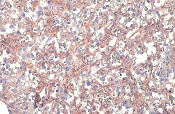 DAG1 antibody detects DAG1 protein at cell membrane and cytoplasm by immunohistochemical analysis. Sample: Paraffin-embedded mouse placenta. DAG1 stained by DAG1 antibody (GTX105038) diluted at 1:500. Antigen Retrieval: Citrate buffer, pH 6.0, 15 min