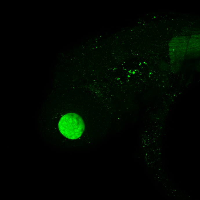 PSMA6 antibody detects PSMA6 protein on zebrafish by whole mount immunohistochemical analysis. Sample: 2 days-post-fertilization zebrafish embryo. PSMA6 antibody (GTX105061) dilution: 1:100.