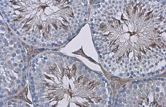 ZPBP antibody detects secreted ZPBP protein by immunohistochemical analysis. Sample: Paraffin-embedded mouse testis. ZPBP stained by ZPBP antibody (GTX105073) diluted at 1:500. Antigen Retrieval: Citrate buffer, pH 6.0, 15 min
