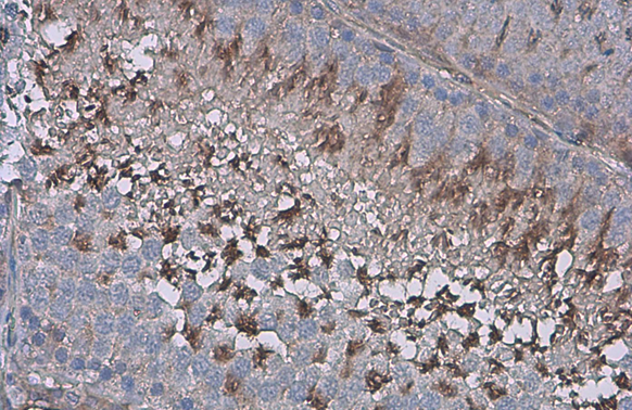 ZPBP antibody detects secreted ZPBP protein by immunohistochemical analysis. Sample: Paraffin-embedded rat testis. ZPBP stained by ZPBP antibody (GTX105073) diluted at 1:500. Antigen Retrieval: Citrate buffer, pH 6.0, 15 min