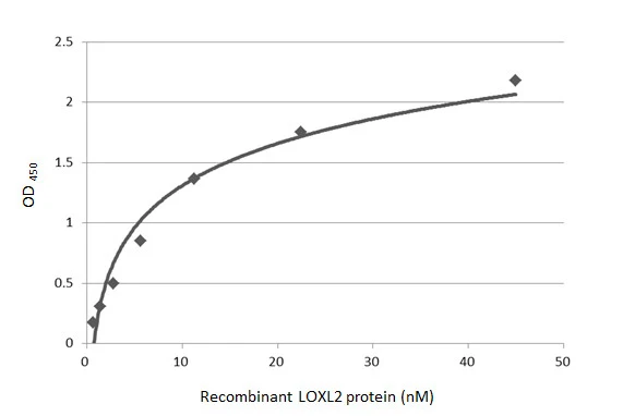 Indirect ELISA analysis was performed by coating the plate with recombinant Human LOXL2 protein, His tag (GTX136930-pro) (44.94-0.7 nM). Coated protein was probed with LOXL2 antibody (GTX105085) (1 μg/mL). Goat anti-rabbit IgG antibody (HRP) (GTX213110-01) (1:10000) was used to detect the bound primary antibody. Indirect ELISA analysis was performed by coating the plate with recombinant Human LOXL2 protein, His tag (GTX136930-pro) (44.94-0.7 nM). Coated protein was probed with LOXL2 antibody (GTX105085) (1 μg/mL). Goat anti-rabbit IgG antibody (HRP) (GTX213110-01) (1:10000) was used to detect the bound primary antibody.