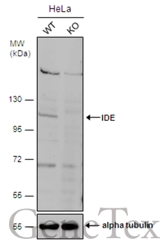 Wild-type (WT) and IDE knockout (KO) HeLa cell extracts (30 μg) were separated by 7.5% SDS-PAGE, and the membrane was blotted with IDE antibody [N1N3] (GTX105095) diluted at 1:500. The HRP-conjugated anti-rabbit IgG antibody (GTX213110-01) was used to detect the primary antibody, and the signal was developed with Trident ECL plus-Enhanced.