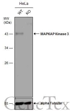 Wild-type (WT) and MAPKAP Kinase 3 knockout (KO) HeLa cell extracts (30 μg) were separated by 10% SDS-PAGE, and the membrane was blotted with MAPKAP Kinase 3 antibody [N2C3] (GTX105147) diluted at 1:5000. The HRP-conjugated anti-rabbit IgG antibody (GTX213110-01) was used to detect the primary antibody.
