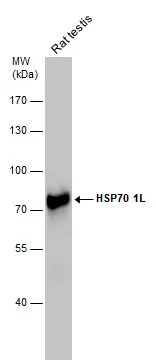 Rat tissue extract (50 μg) was separated by 7.5% SDS-PAGE, and the membrane was blotted with HSP70 1L antibody [C1C3] (GTX105164) diluted at 1:10000. The HRP-conjugated anti-rabbit IgG antibody (GTX213110-01) was used to detect the primary antibody.