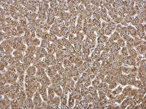 HADH antibody detects HADH protein at mitochondria on mouse liver by immunohistochemical analysis. Sample: Paraffin-embedded mouse pancreas. HADH antibody (GTX105167) dilution: 1:500. 
 Antigen Retrieval: Trilogy? (EDTA based, pH 8.0) buffer, 15min
