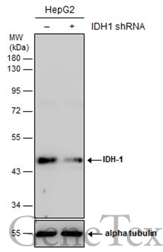 Non-transfected (–) and transfected (+) HepG2 whole cell extracts (30 μg) were separated by 10% SDS-PAGE, and the membrane was blotted with IDH1 antibody (GTX105179) diluted at 1:5000. The HRP-conjugated anti-rabbit IgG antibody (GTX213110-01) was used to detect the primary antibody.
