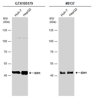 IDH1 antibody