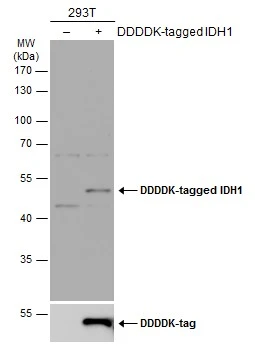 Non-transfected (–) and transfected (+) 293T whole cell extracts (30 μg) were separated by 10% SDS-PAGE, and the membrane was blotted with IDH1 antibody (GTX105179) diluted at 1:5000. The HRP-conjugated anti-rabbit IgG antibody (GTX213110-01) was used to detect the primary antibody.
