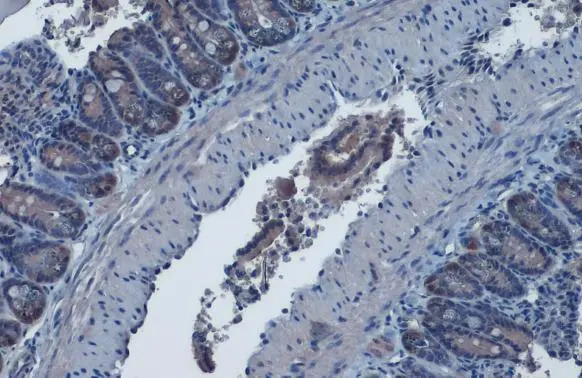 IDH1 antibody detects IDH1 protein at cytoplasm by immunohistochemical analysis. Sample: Paraffin-embedded mouse intestine. IDH1 stained by IDH1 antibody (GTX105179) diluted at 1:1000. Antigen Retrieval: Citrate buffer, pH 6.0, 15 min
