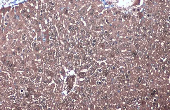 IDH1 antibody detects IDH1 protein at cytoplasm by immunohistochemical analysis. Sample: Paraffin-embedded mouse liver. IDH1 stained by IDH1 antibody (GTX105179) diluted at 1:1000. Antigen Retrieval: Citrate buffer, pH 6.0, 15 min