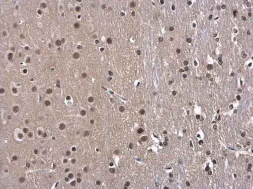 OCT1 antibody detects OCT1 protein at nucleus in rat brain by immunohistochemical analysis. Sample: Paraffin-embedded rat brain. OCT1 antibody (GTX105202) diluted at 1:500. 
 Antigen Retrieval: Citrate buffer, pH 6.0, 15 min