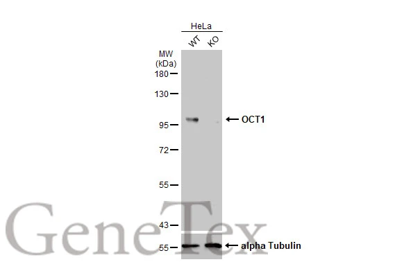 Wild-type (WT) and OCT1 knockout (KO) HeLa cell extracts (30 μg) were separated by 7.5% SDS-PAGE, and the membrane was blotted with OCT1 antibody (GTX105202) diluted at 1:2000. The HRP-conjugated anti-rabbit IgG antibody (GTX213110-01) was used to detect the primary antibody.