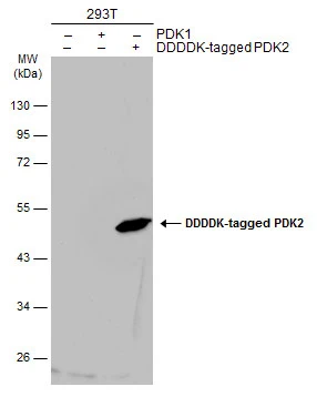 Non-transfected (�) and transfected (+) 293T whole cell extracts (30 ug) were separated by 10% SDS-PAGE,and the membrane was blotted with PDK2 antibody [N2C3] (GTX105251) diluted at 1:5000.