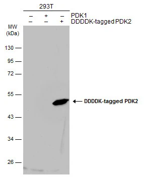 Non-transfected (–) and transfected (+) 293T whole cell extracts (30 μg) were separated by 10% SDS-PAGE, and the membrane was blotted with PDK2 antibody [N2C3] (GTX105251) diluted at 1:5000. The HRP-conjugated anti-rabbit IgG antibody (GTX213110-01) was used to detect the primary antibody.