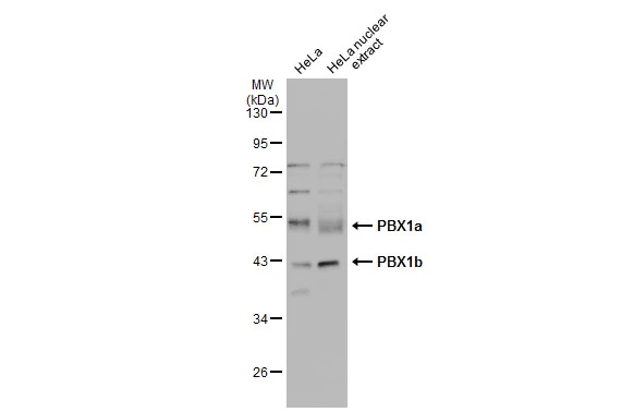 HeLa whole cell and nuclear extracts (30 μg) were separated by 10% SDS-PAGE, and the membrane was blotted with PBX1 antibody [N2C3] (GTX105260) diluted at 1:1000. The HRP-conjugated anti-rabbit IgG antibody (GTX213110-01) was used to detect the primary antibody.