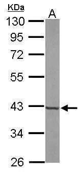 Sample (50 μg of whole cell lysate) A: mouse brain 10% SDS PAGE GTX105301 diluted at 1:3000 The HRP-conjugated anti-rabbit IgG antibody (GTX213110-01) was used to detect the primary antibody.