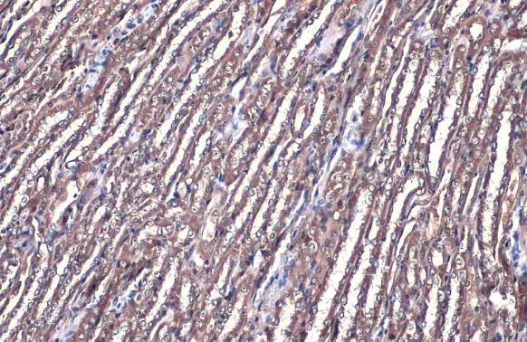 FDPS antibody [N1C3] detects FDPS protein at cytoplasm by immunohistochemical analysis. Sample: Paraffin-embedded mouse kidney. FDPS stained by FDPS antibody [N1C3] (GTX105301) diluted at 1:500. Antigen Retrieval: Citrate buffer, pH 6.0, 15 min