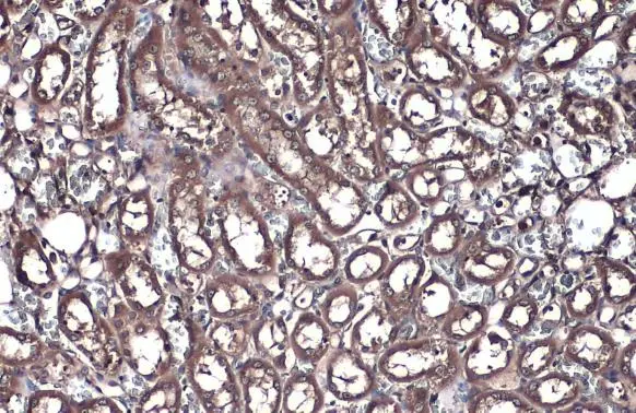FDPS antibody [N1C3] detects FDPS protein at cytoplasm by immunohistochemical analysis. Sample: Paraffin-embedded rat kidney. FDPS stained by FDPS antibody [N1C3] (GTX105301) diluted at 1:500. Antigen Retrieval: Citrate buffer, pH 6.0, 15 min