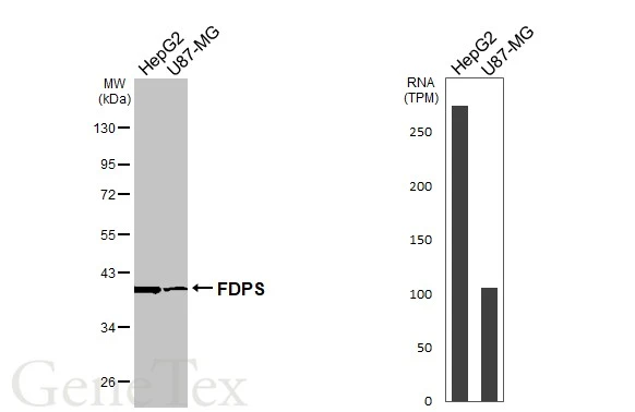 Various whole cell extracts (30 μg) were separated by 10% SDS-PAGE, and the membrane was blotted with FDPS antibody [N1C3] (GTX105301) diluted at 1:3000. The HRP-conjugated anti-rabbit IgG antibody (GTX213110-01) was used to detect the primary antibody. Corresponding RNA expression data for the same cell lines are based on Human Protein Atlas program.