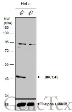 Wild-type (WT) and BRCC45 knockout (KO) HeLa cell extracts (30 μg) were separated by 10% SDS-PAGE, and the membrane was blotted with BRCC45 antibody (GTX105364) diluted at 1:500. The HRP-conjugated anti-rabbit IgG antibody (GTX213110-01) was used to detect the primary antibody, and the signal was developed with Trident ECL plus-Enhanced.