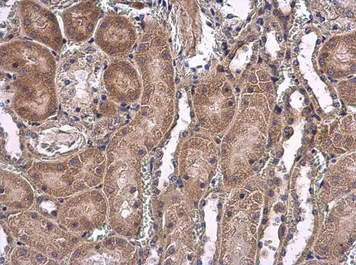 USP5 antibody [C1C3] detects USP5 protein at cytoplasm on mouse kidney by immunohistochemical analysis. Sample: Paraffin-embedded mouse kidney. USP5 antibody [C1C3] (GTX105407) diluted at 1:500. 
 Antigen Retrieval: Citrate buffer, pH 6.0, 15 min