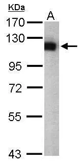 Sample (50 ug of whole cell lysate) A: Mouse brain 7.5% SDS PAGE GTX105407 diluted at 1:1000