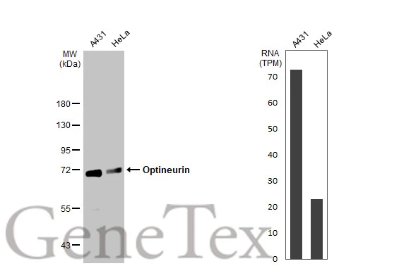 Various whole cell extracts (30 μg) were separated by 7.5% SDS-PAGE, and the membrane was blotted with Optineurin antibody (GTX105447) diluted at 1:2000. The HRP-conjugated anti-rabbit IgG antibody (GTX213110-01) was used to detect the primary antibody. Corresponding RNA expression data for the same cell lines are based on Human Protein Atlas program.