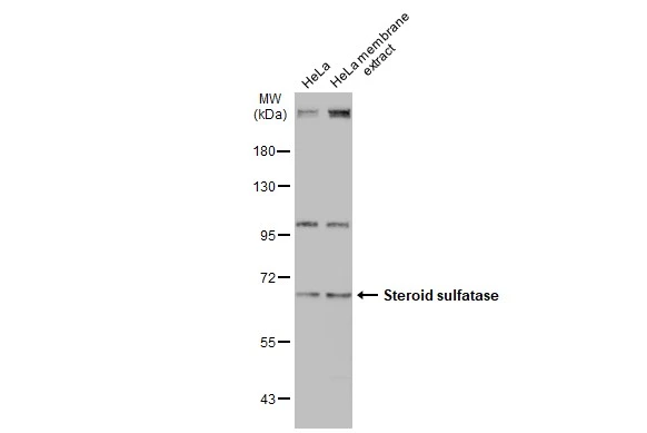 HeLa whole cell and membrane extracts (30 μg) were separated by 7.5% SDS-PAGE, and the membrane was blotted with Steroid sulfatase antibody [N1C3] (GTX105498) diluted at 1:1000. The HRP-conjugated anti-rabbit IgG antibody (GTX213110-01) was used to detect the primary antibody.