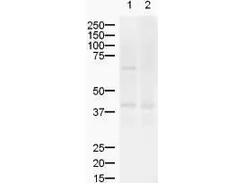 Western blot using GeneTex's Affinity Purified anti-ZIC2 antibody shows detection of a band 55 kDa (arrowhead) corresponding to ZIC2 in lysates from (lane 1) mouse brain and (lane 2) rat brain.