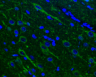 NAGLU antibody