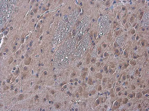 NAGLU antibody