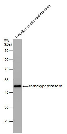 CPN1 antibody [N1C3]
