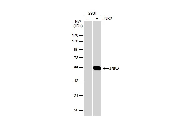 JNK2 antibody [N1C3]