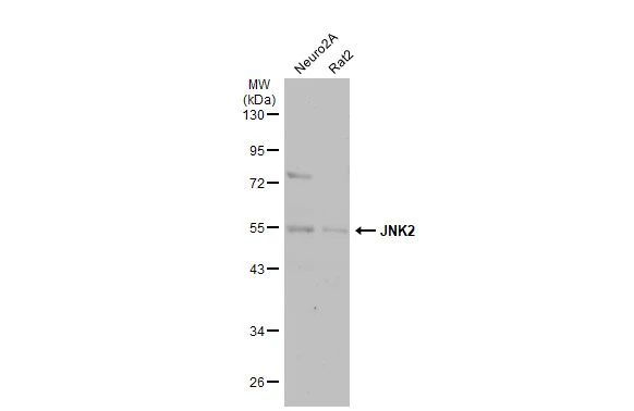 Various whole cell extracts (30 μg) were separated by 10% SDS-PAGE, and the membrane was blotted with JNK2 antibody [N1C3] (GTX105523) diluted at 1:500. The HRP-conjugated anti-rabbit IgG antibody (GTX213110-01) was used to detect the primary antibody.
