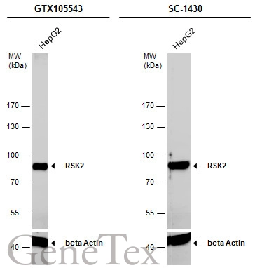 Whole cell extract (30 μg) was separated by 7.5% SDS-PAGE, and the membranes were blotted with RSK2 antibody (GTX105543) diluted at 1:4000 and competitor's antibody (SC-1430) diluted by 1:1000. The HRP-conjugated anti-rabbit IgG antibody (GTX213110-01) was used to detect the primary antibody.