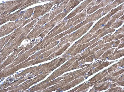 RRAS antibody [N1C3] detects RRAS protein at cytoplasm on mouse heart by immunohistochemical analysis. Sample: Paraffin-embedded mouse heart. RRAS antibody [N1C3] (GTX105575) diluted at 1:500. 
 Antigen Retrieval: Trilogy? (EDTA based, pH 8.0) buffer, 15min