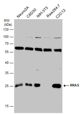 Various whole cell extracts (30 μg) were separated by 12% SDS-PAGE, and the membrane was blotted with RRAS antibody [N1C3] (GTX105575) diluted at 1:500.