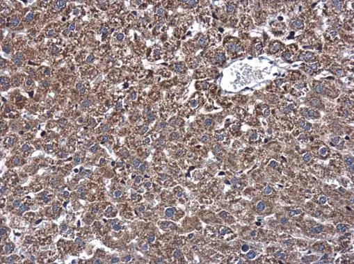 DNAJB11 antibody detects DNAJB11 protein at cytoplasm in mouse liver by immunohistochemical analysis. Sample: Paraffin-embedded mouse liver. DNAJB11 antibody (GTX105619) diluted at 1:500. 
 Antigen Retrieval: Citrate buffer, pH 6.0, 15 min