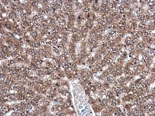 DNAJB11 antibody detects DNAJB11 protein at cytoplasm in rat liver by immunohistochemical analysis. Sample: Paraffin-embedded rat liver. DNAJB11 antibody (GTX105619) diluted at 1:500. 
 Antigen Retrieval: Citrate buffer, pH 6.0, 15 min