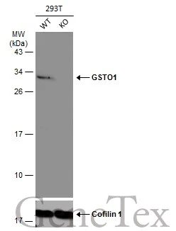 Wild-type (WT) and GSTO1 knockout (KO) 293T cell extracts (30 μg) were separated by 12% SDS-PAGE, and the membrane was blotted with GSTO1 antibody [N1C3] (GTX105655) diluted at 1:2000. The HRP-conjugated anti-rabbit IgG antibody (GTX213110-01) was used to detect the primary antibody, and the signal was developed with Trident ECL plus-Enhanced.