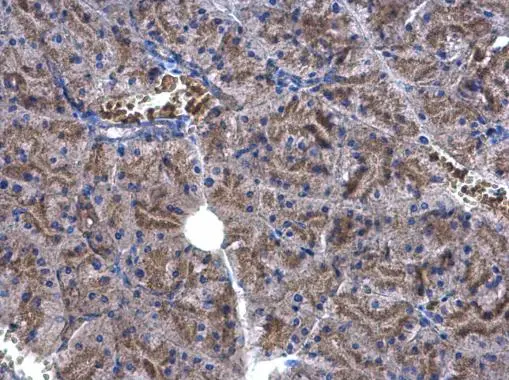 EEF1E1 antibody [N1C3] detects EEF1E1 protein at cytoplasm on mouse fore brain by immunohistochemical analysis. Sample: Paraffin-embedded mouse fore brain. EEF1E1 antibody [N1C3] (GTX105658) diluted at 1:500. 
 Antigen Retrieval: Trilogy? (EDTA based, pH 8.0) buffer, 15min