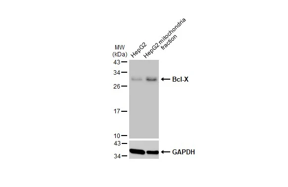 Immunofluorescence analysis of methanol-fixed A549,using BCL-x(GTX105661) antibody at 1:500 dilution.