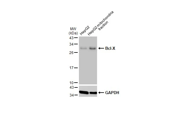 HepG2 and mitochondria extracts (30 μg) were separated by SDS-PAGE, and the membrane was blotted with Bcl-X antibody (GTX105661) diluted at 1:1000. The HRP-conjugated anti-rabbit IgG antibody (GTX213110-01) was used to detect the primary antibody.