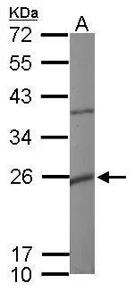 Sample (50 ug of whole cell lysate) A: mouse heart 12% SDS PAGE GTX105666 diluted at 1:10000